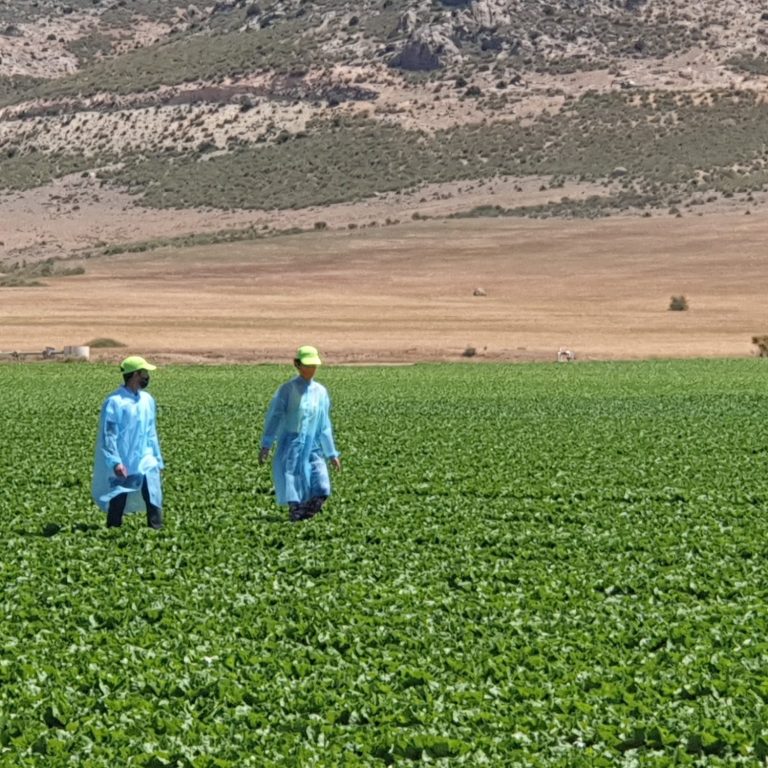 Campo de Lechugas Maguey Green