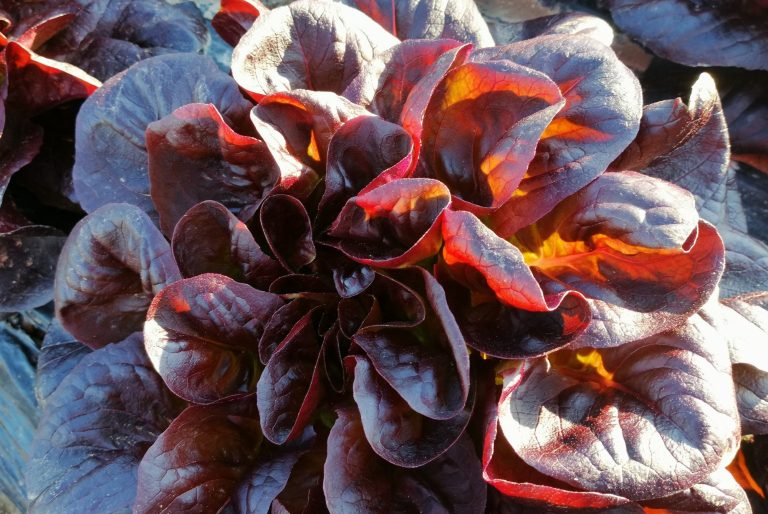 Maguey Green Lechuga colorada